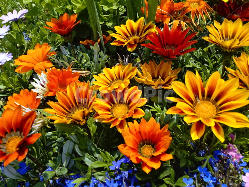 가자니아,gazania,국화과,꽃,식물,보물꽃