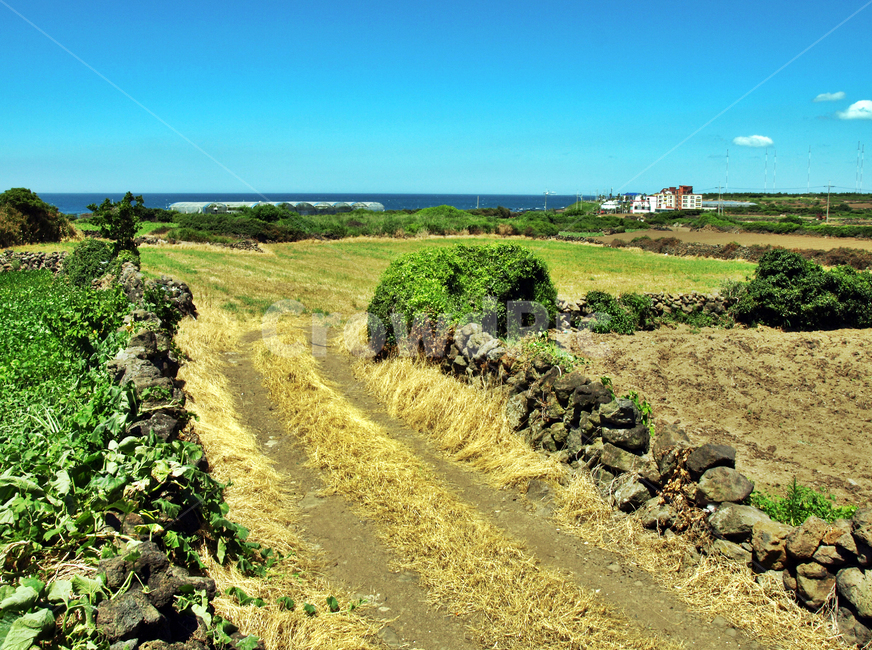 구엄마을,돌담,밭,올레16코스,올레,제주,제주도,jeju,jeju island,시골,마을,풍경,landscape,country,rural,town,nature,자연,outdoors,옥외