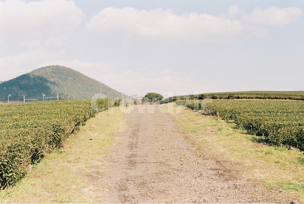 밭,녹차밭,하늘,감성,제주도,자연,풍경,nature,landscape,한국자연풍경,한국자연경관,korea nature landscape,제주도,jeju,jeju island,휴식,힐링,rest,relaxation,healing,outdoors,옥외
