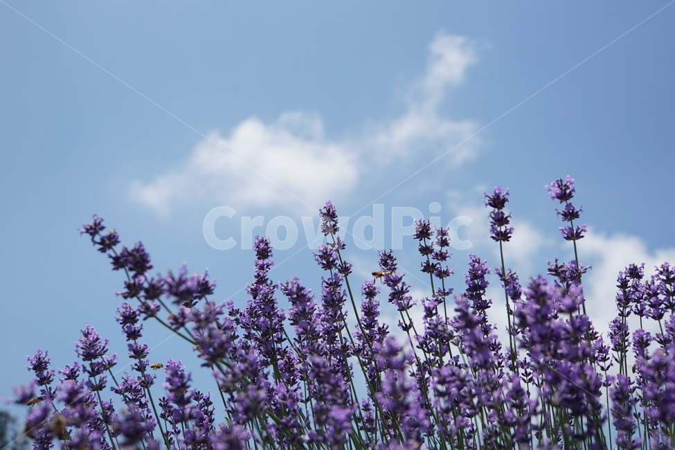 꽃,여름,라벤더,보라색,보라꽃,하늘,식물,자연,plants,nature,꽃,flower
