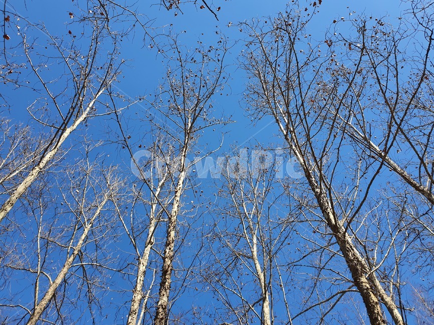 나무,하늘,겨울,나뭇가지,자연,풍경,tree,plant