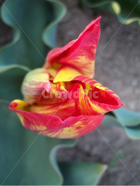튤립,꽃,식물,자연,야생화,식물,자연,plants,nature,꽃,flower