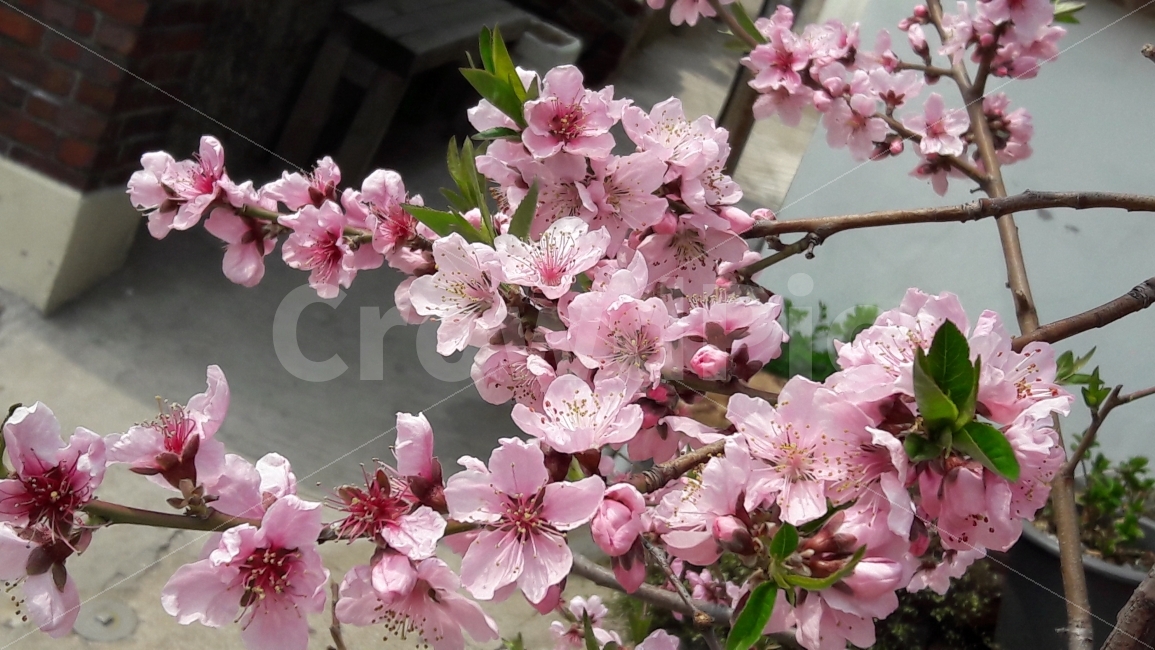 벗꽃,나무,분홍,봄,초록,봄,계절,spring,season,식물,자연,plants,nature,꽃,flower,plant,blossom,cherry blossom,벚꽃