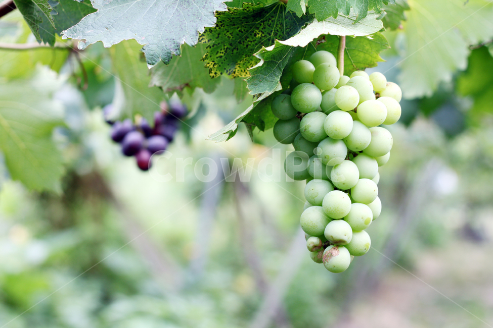 grape fruit,fruit,viticulture,grape,vine