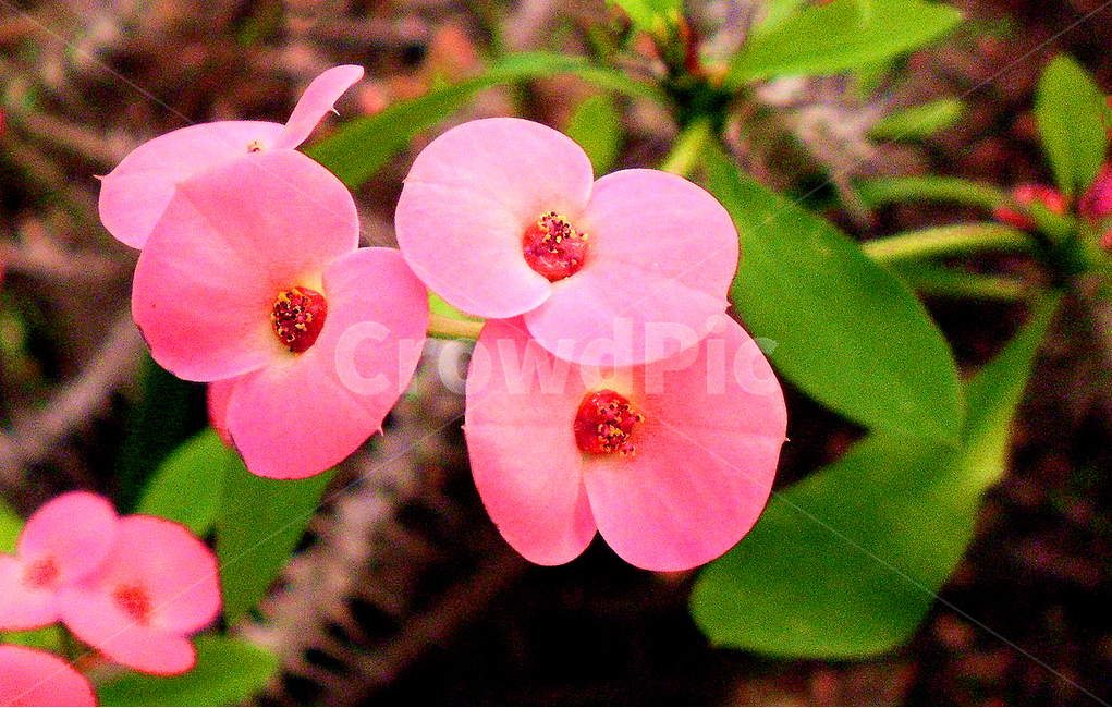 꽃기린,wikipedia,꽃,flower,식물,plant,색상,color,빨간색,red,식물,자연,plants,nature,꽃,flower