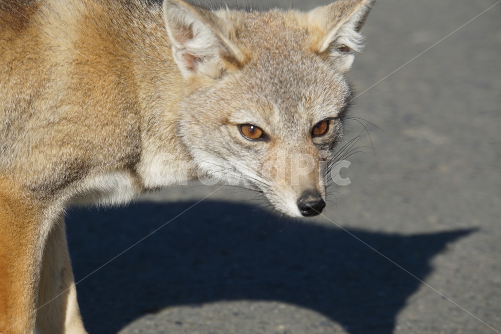 fox,여우,wildlife,야생동물,mammal,포유류,동물,animal,포유류,mammal