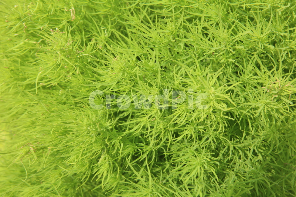 배경,풀,자연,시골,초록,식물,자연,plants,nature