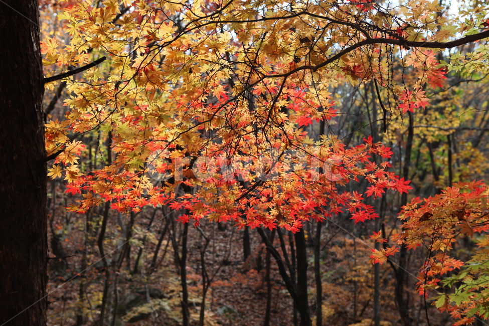 가을,단풍,만추,나무,숲,가을,계절,fall,autumn,season,식물,자연,plants,nature,leaf,잎,plant,tree,maple