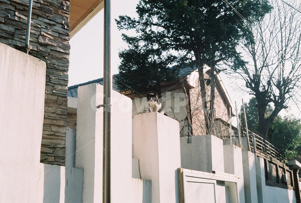 고양이,골목,풍경사진,골목풍경,필름사진,필름감성
