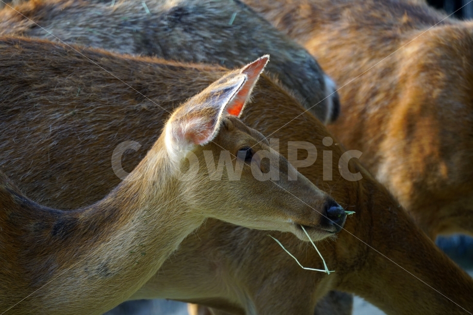 사슴,동물,포유류,짐승,animal,deer,초식동물,자연,nature,동물,animal,포유류,mammal