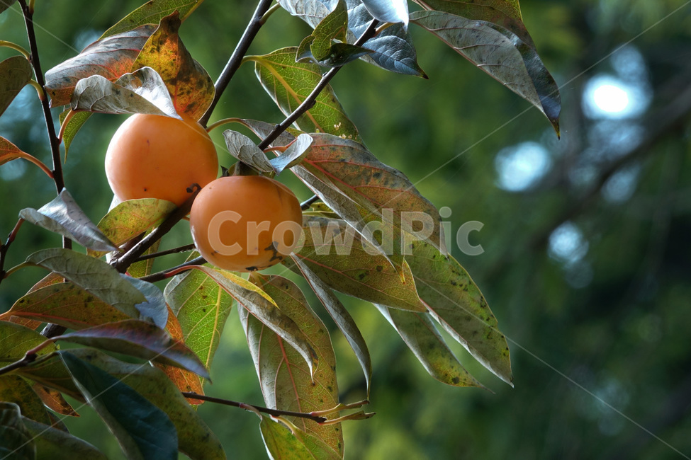 식물,과일,감,가을,열매,과일,열매,fruit