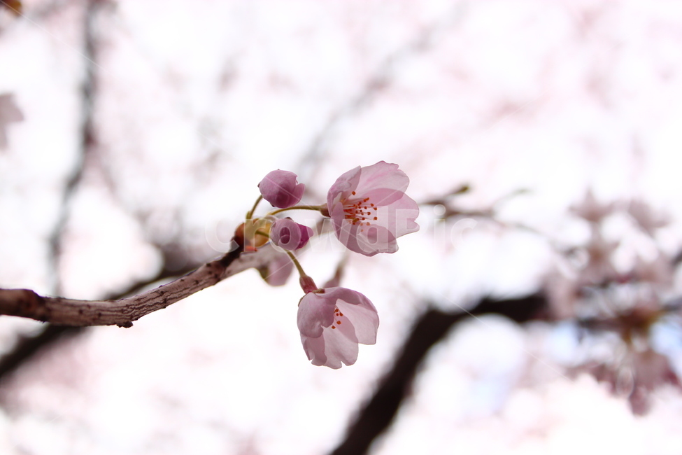 벚꽃,벚나무,꽃,봄,blossom,식물,자연,plants,spring,flower