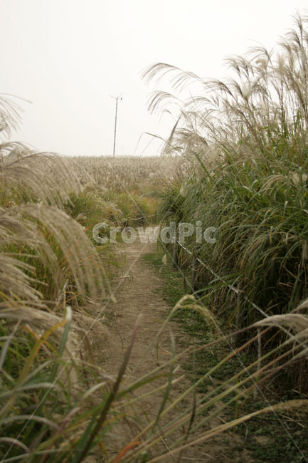 억새,가을,억새풀,억새밭,식물,길,가을,계절,fall,autumn,season,자연,풍경,nature,landscape,grass,잔디,plant,lawn,reed,갈대