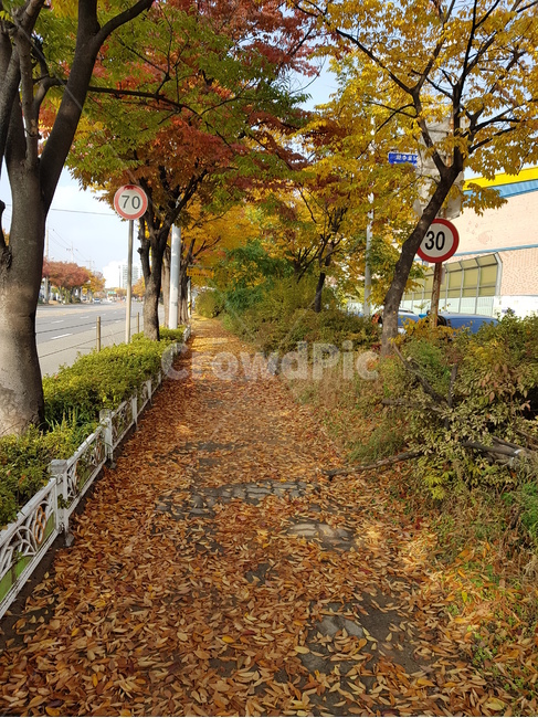 가을,단풍,길,낙엽,원당,풍경,자연,sea,nature,landscape,맑은날,선명,sensible,색상,색감,색깔