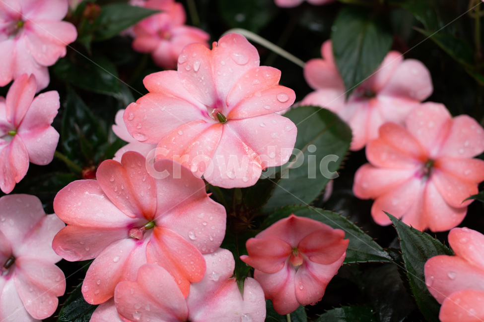 꽃,flower,pink,palepink,연분홍,분홍색,melbourne,호주,australia,식물,자연,plants,nature,꽃,flower
