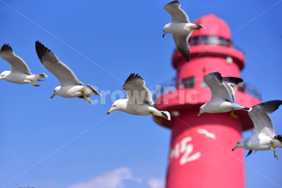 등대,갈매기,오이도,안산시,하늘,구름,새,날다,animal,동물,bird,seagull,동물,animal,조류,새,birds