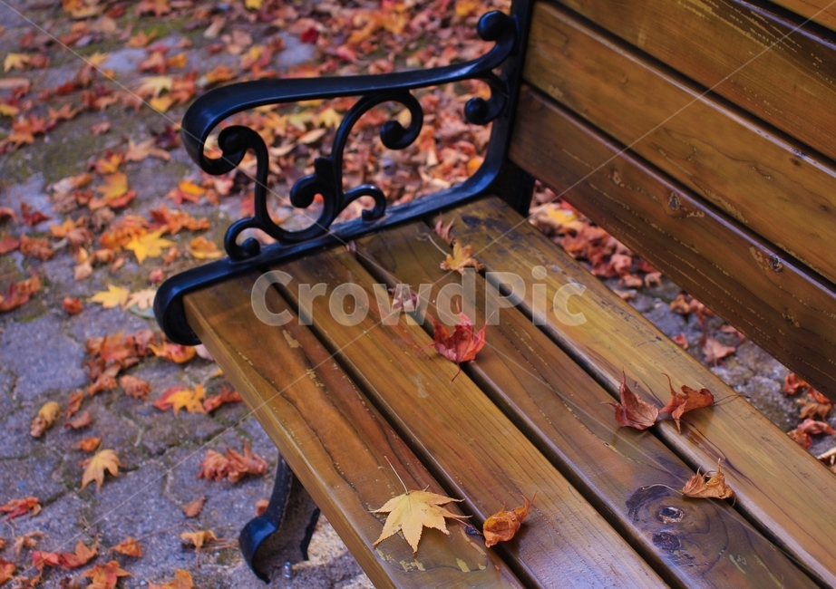 가을,감성,나뭇잎,단풍잎,의자,가을,계절,fall,autumn,season,furniture,가구,leaf,잎,plant,식물