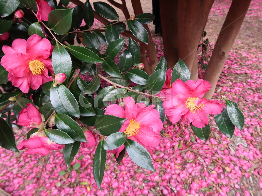 동백,동백꽃,제주,제주도,꽃,감성사진,감성,flower,camelia,카멜리아,봄