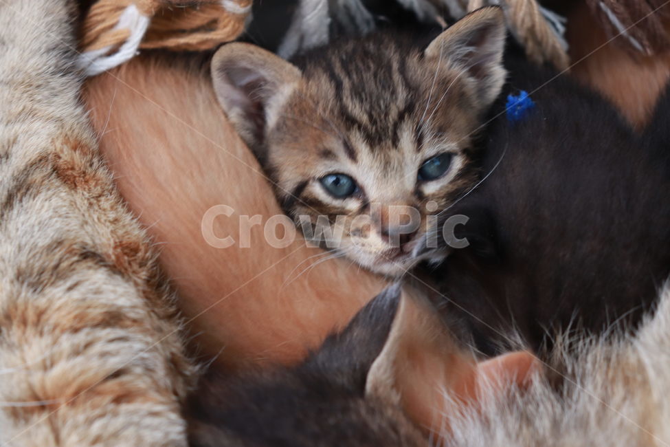 고양이,아기고양이,새끼고양이,고양이장난,동물,동물,animal,포유류,mammal,고양이,cat,kitten,kitty