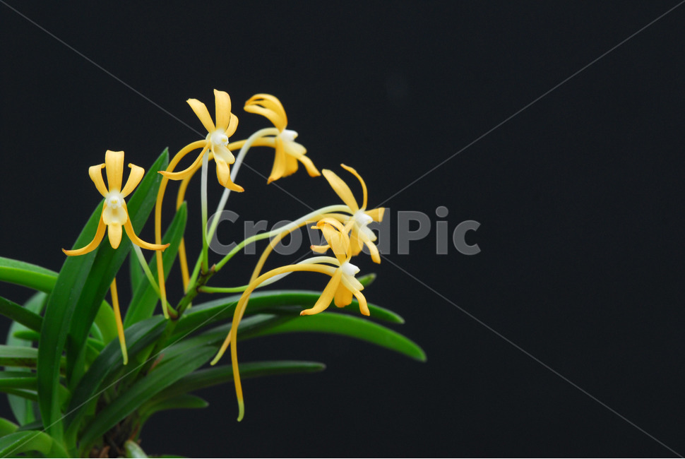 풍란,風蘭,난초,야생란,꽃,식물,자연,plants,nature,꽃,flower