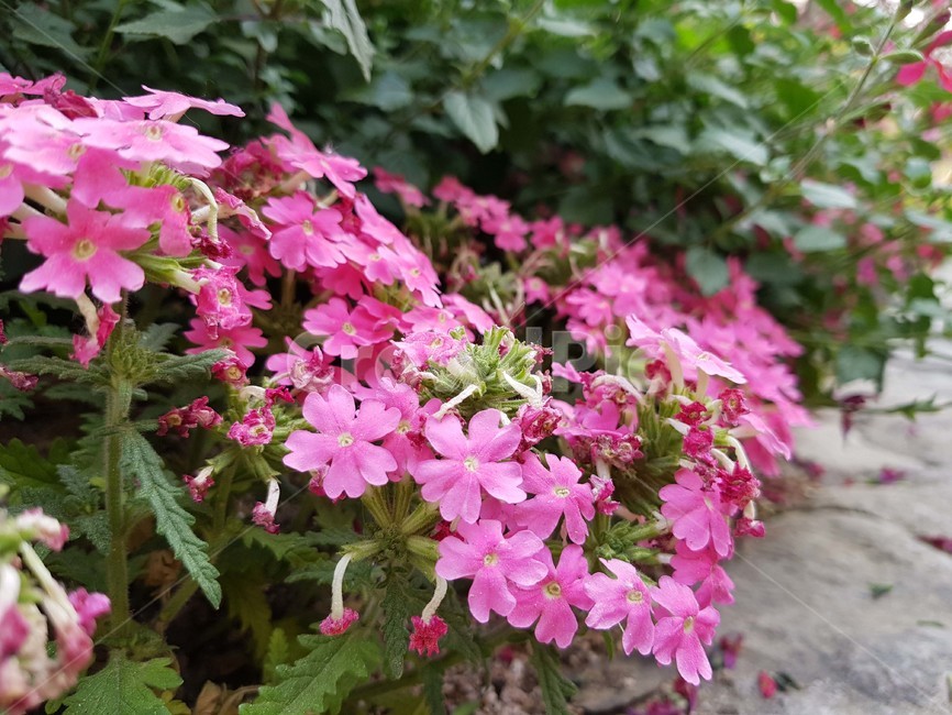 봄,분홍색꽃,예쁜꽃,꽃,활짝핀꽃,식물,자연,plants,nature,꽃,flower