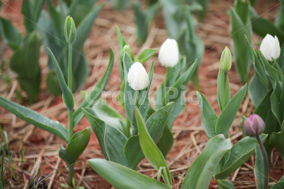 튤립,튤립축제,태안튤립축제,tulip,백합목,백합과,봄꽃,봄,계절,spring,season,식물,자연,plants,nature,꽃,flower,plant,blossom