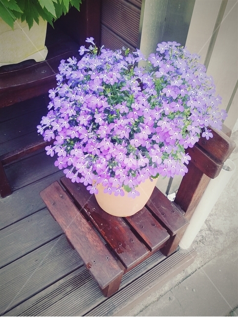 꽃,화분,의자,flower,연보라