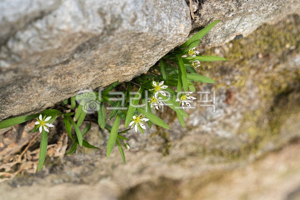 큰개별꽃,flower,꽃,석죽과,은하수,작고하얀꽃