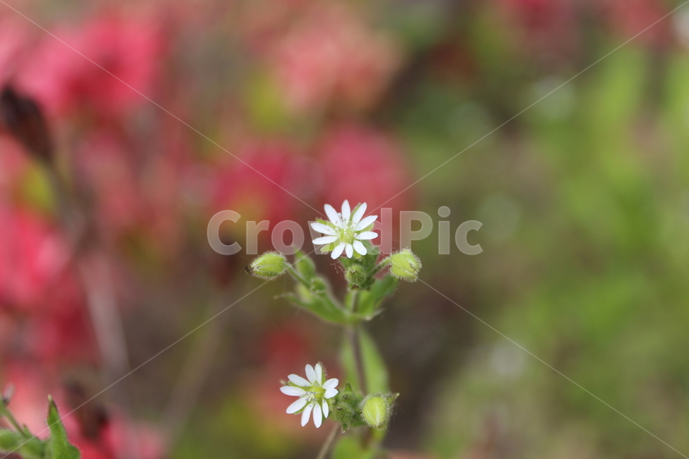 야생화,들꽃,들에핀꽃,야생에핀꽃,작은꽃,근접촬영,식물,자연,plants,nature,꽃,flower