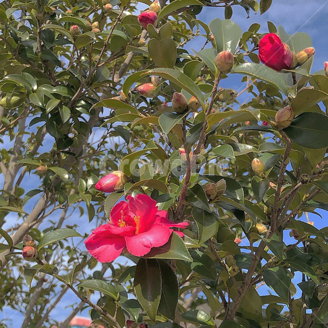 plant,식물,동백꽃,꽃,나무,풍경