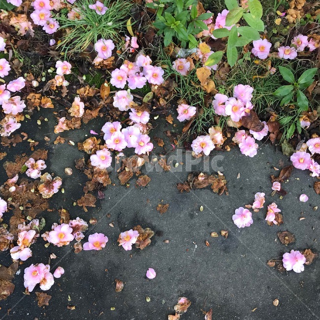 식물,꽃,꽃잎,바닥,flower,blossom,petal,꽃,flower