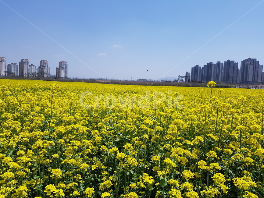 유채꽃,노란색,봄,파랑하늘,풍경,유채밭,봄,계절,spring,season,도시,풍경,city,landscape,한국도시풍경,한국도시경관,korea cityscape,식물,자연,plants,nature,꽃,flower,grassland,목초지,field,들,outdoors,옥외,farm,농장,meadow,countryside,한 지방,rural,농촌