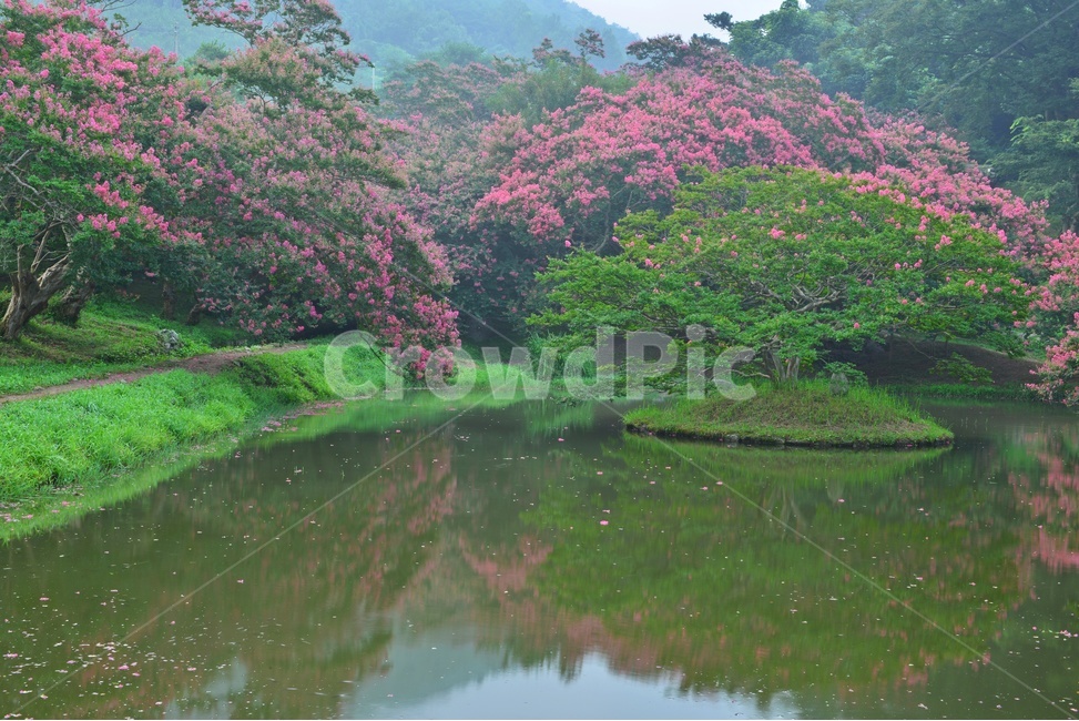 담양,명옥헌,명옥헌원림,문화재,배롱나무,배롱나무꽃,명옥헌배롱나무,경치,경관,풍경,outdoors,옥외,water,물,nature,자연,자연,풍경,nature,landscape