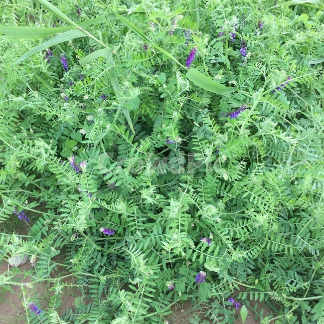 보라색꽃,풀,식물,녹색,자연,그린,퍼플,작은꽃,들꽃,식물,자연,plants,nature,꽃,flower