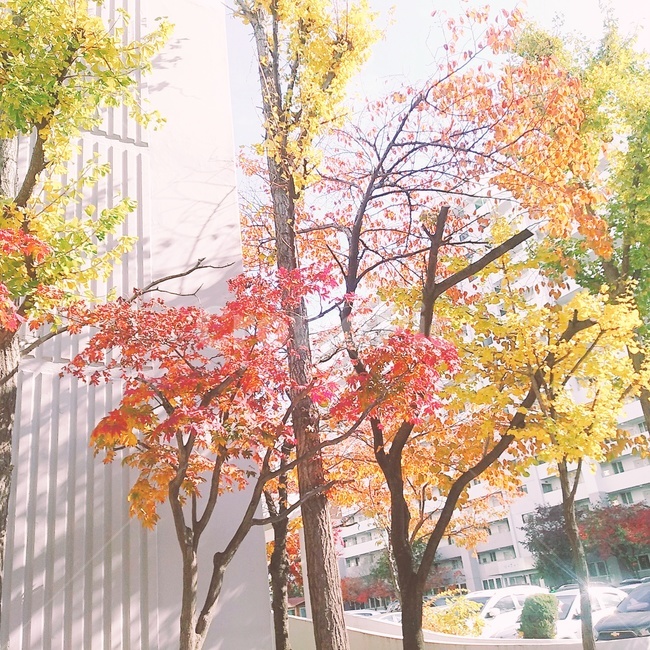 가을,햇살,단풍,가을풍경,잎,autumn