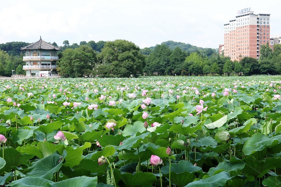 연꽃밭,연꽃,전주덕진공원,호수,연꽃축제,식물,자연,plants,nature,꽃,flower