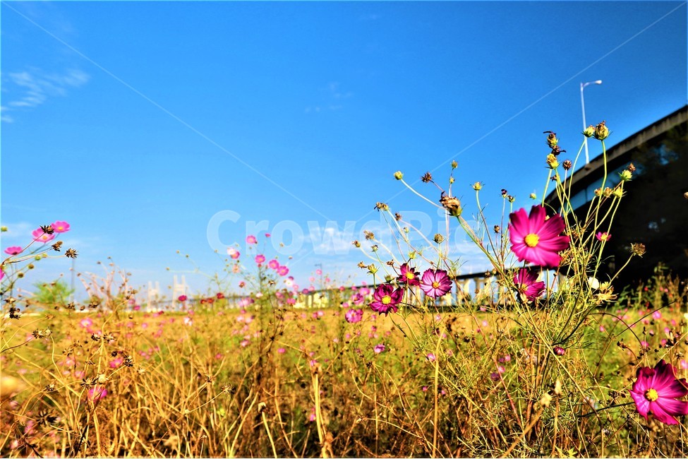 가을,하늘,감성,코스모스,sky,가을,계절,fall,autumn,season,자연,풍경,nature,landscape,식물,plants,꽃,flower,field,들,outdoors,옥외,grassland,목초지