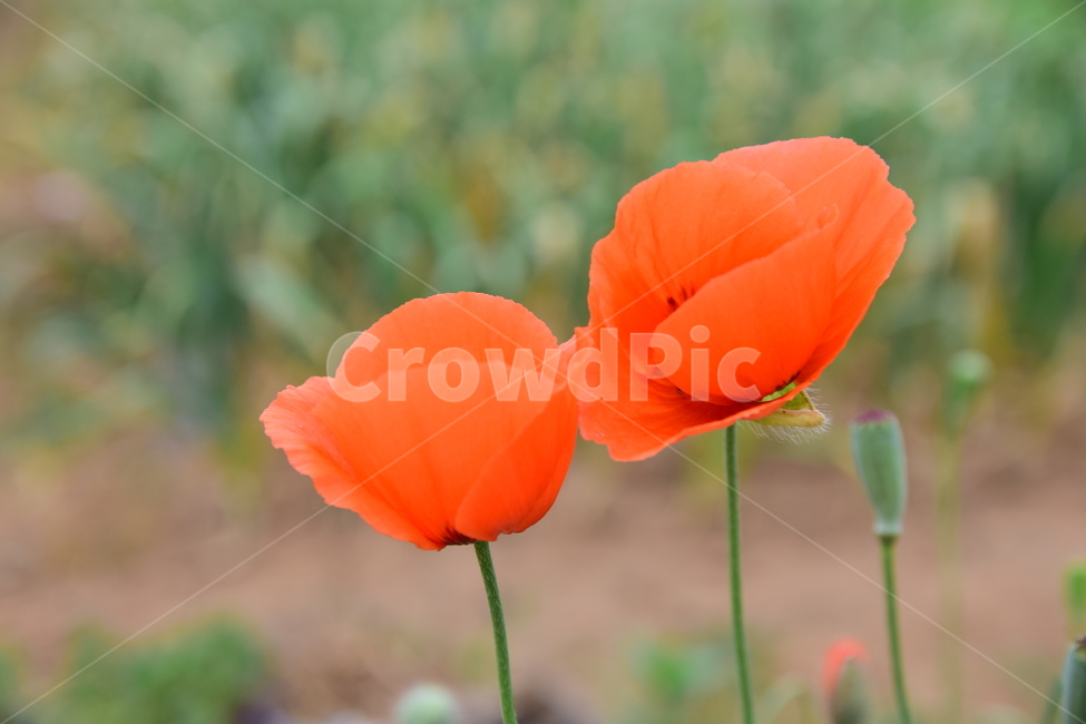 양귀비,개양귀비,양귀비꽃,빨강꽃,꽃,꽃봉우리,클로즈업,접사,플라워,flower,화려한,아름다운,주황,빨간,색감,색상,분위기,뷰티풀,식물,자연,nature,plants