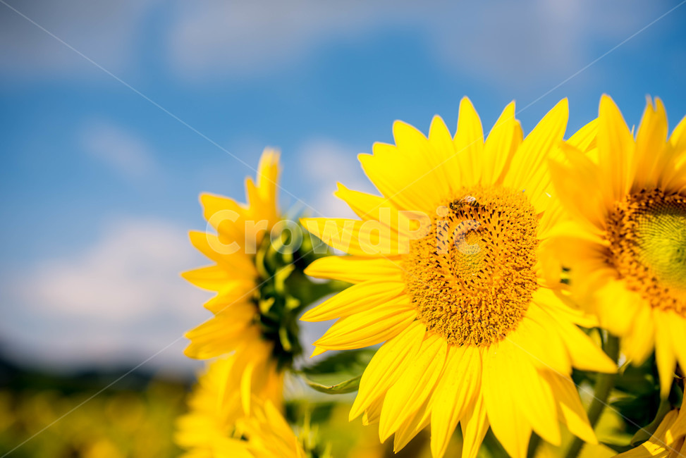 해바라기,sunflower,꽃,꽃밭,노랑,노란색,yellow,green,초록색,하늘,구름,cloud,sky,blue,하늘색,초록,여름,summer