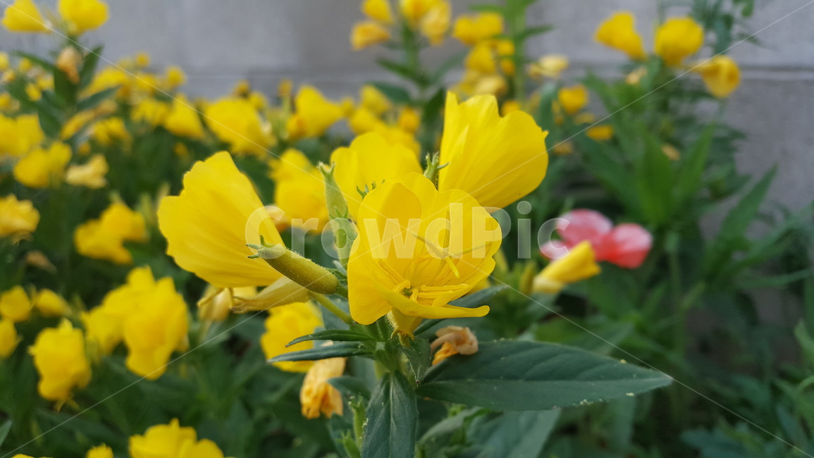 노란꽃,노란색꽃,flower,yellow,꽃