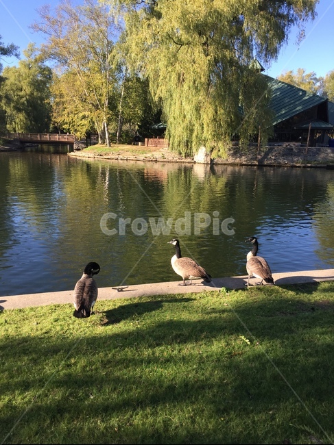 lake,bird,호수,잔잔함,기러기