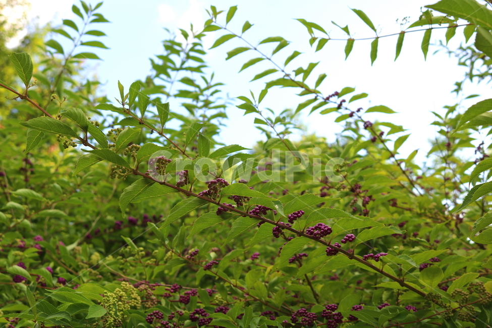 나무,식물,좀작살나무,열매,자연,좀작살나무열매,식물,자연,plants,nature,과일,열매,fruit
