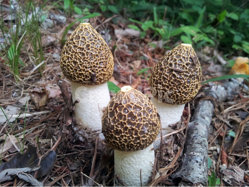 버섯,망태버섯,dictyophoraindusiata,자연,여름,버섯,mushroom