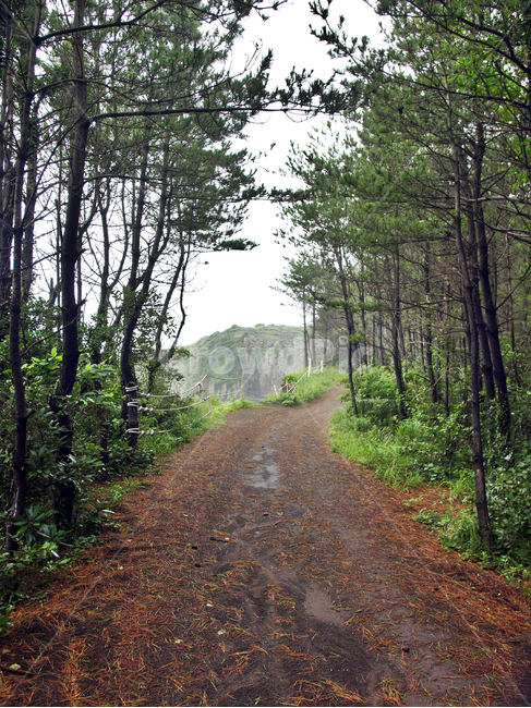 올레10코스,올레,서귀포시,제주,자연,숲길,올레길,자연,풍경,nature,landscape,ground,바닥,dirt road,흙길,road,도로,gravel,자갈,tree,나무,plant,식물