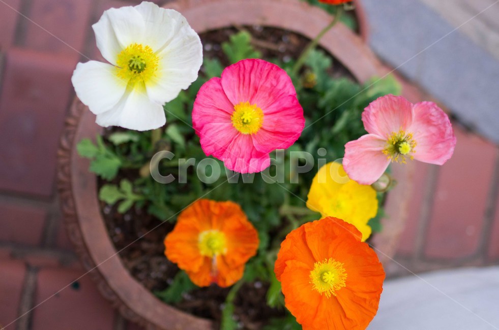 꽃,화분,제라늄,geranium,blossom