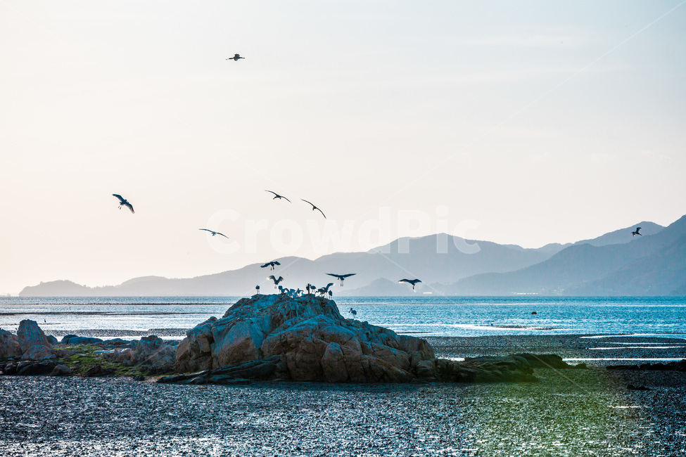 영종도,자연,풍경,갯벌,철새,낙조,석양,자연,풍경,nature,landscape,한국자연풍경,한국자연경관,korea nature landscape,동물,animal,조류,새,birds,bird,ocean,대양,sea,바다,water,물,outdoors,옥외,mountain,산,promontory,곶