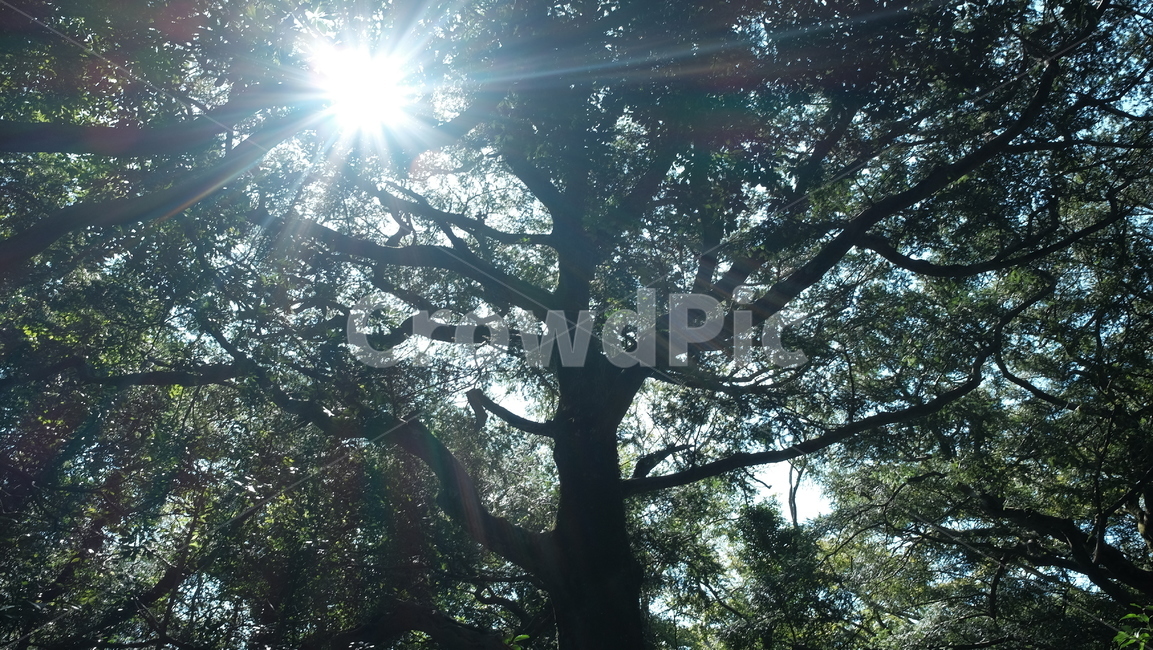 제주도,나무,나무잎,햇빛,햇살,tree,sunshine,식물,자연,plants,nature,나무,trees,wood,휴식,힐링,rest,relaxation,healing