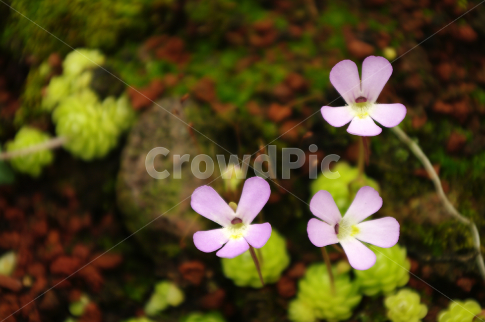 꽃,flower,식물,color,제비꽃,식물,자연,plants,nature,꽃,flower