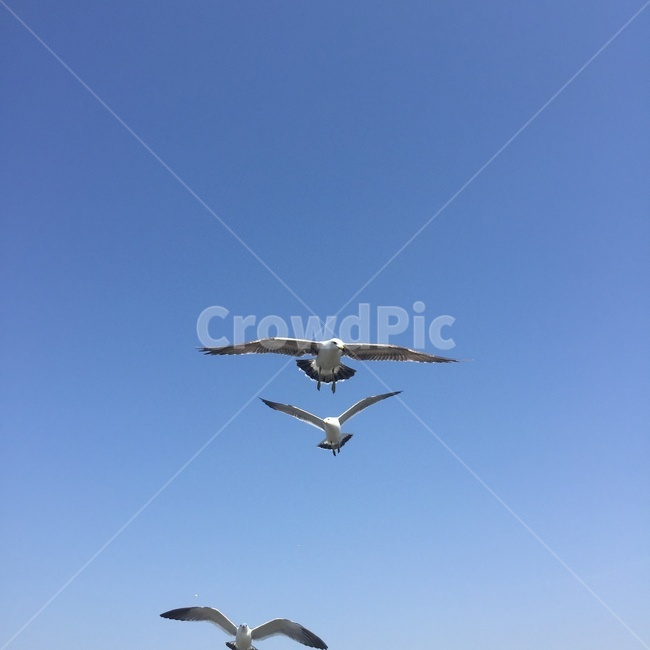 갈매기,바다,seagull,gull,새