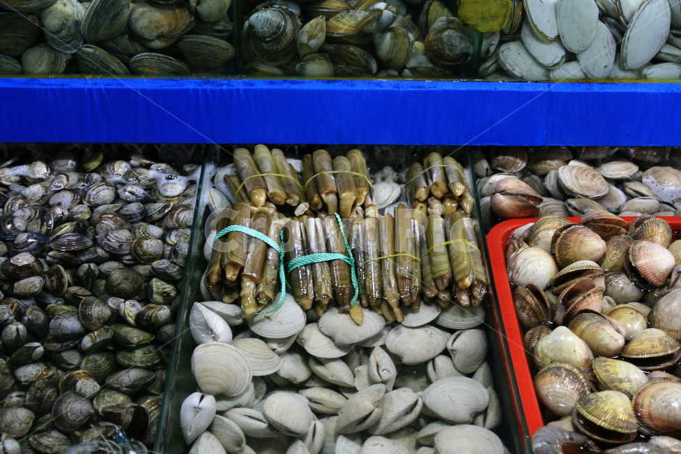 해산물,조개,조개구이,수산시장,진열,시장,마트,마켓,market,mart,market place,음식,식재료,요리,food,cook,meal,dishes,food reserves,수산물,해산물,fishery products,seafood
